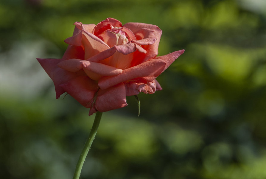 Flor roja - Udaipur - India